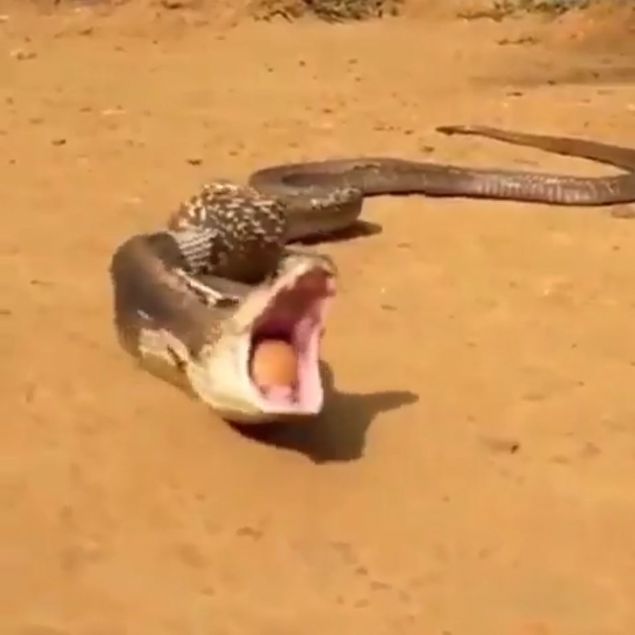 Y�lan avc�s� y�lan�n kuyru�undan tutup ka�mas�n� engelledi. O anlar bir k�yl� taraf�ndan anbean videoya kaydedildi. 