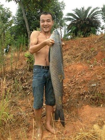  Nehirde yakalad��� 48 kiloluk ringa bal���n�n midesini a��nca i�inden ��kanla �ok oldu.         