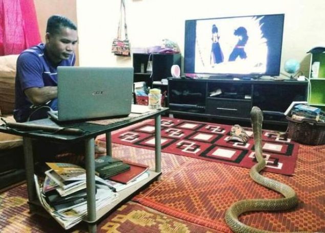 'Yetenek Sizsiniz Asya� bile yar��an ve bir y�ld�z olarak �nlenen H�ssin, gitti�i bir evde yakalad��� bir y�lan taraf�ndan �s�r�ld�.   