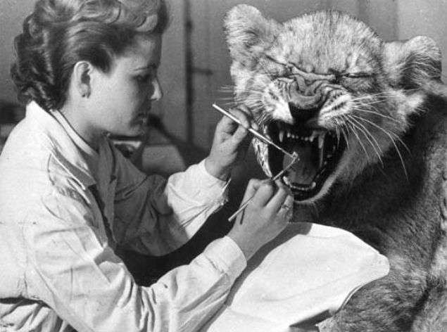  Life Dergisi ger�ekli�i tart���lan foto�raflar� incelemeye devam ediyor. �lk foto�rafta di� tedavisi g�ren bir aslan yavrusu var. Ancak bu kare 1964 y�l�nda '1 Nisan �akas�' i�in birle�tirilen iki foto�raftan olu�uyor.      