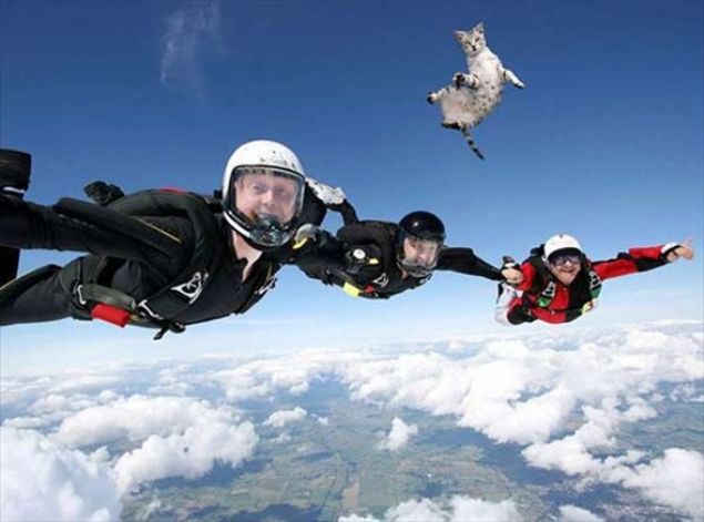  U�aktan at�lan kediSAHTE      