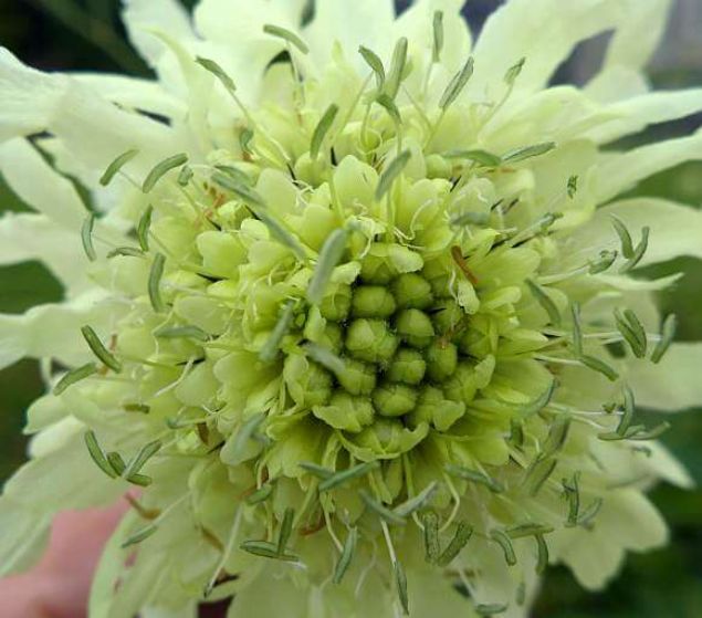   Do. Dr. Nazl Sarkahya ise pelemirin Akdeniz'in yan sra Orta ve Dou Anadolu'da da yabani olarak yetitiini ve halk tarafndan una katlarak ekmeklerde kullanldn aktard. Sarkahya, laboratuvar ortamnda yrttkleri almalarda pelemir bitkisinin iindeki saf maddelerin bileik aktivitelerini renmek ve biyolojik aktif yeni bileikler bulmak zerinde younlatklarn vurgulad. Pelemirin yapsn aydnlattklarn dile getiren Sarkahya, o yapnn iinde kanser hastalnn tedavisinde kullanlan saponin tr bileiklere rastladklarn anlatt.      