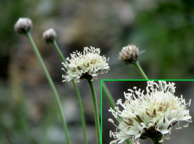 Ege niversitesi Fen Fakltesi Organik Kimya Anabilim Dal retim yesi Prof. Dr. Sheyla Krmzgl, AA muhabirine yapt aklamada, yaklak 30 yldr bitkiler zerinde almalarn yrttklerini, bu almalardan en nemlisini halk arasnda 'pelemir otu' adyla bilinen Cephalariae bitkisinin oluturduunu syledi.        