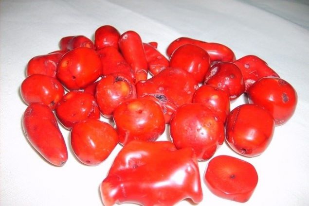    Bakm:    Ayda bir kez deniz suyuyla boaltm yaplr. Gne altnda kalrsa mercan krlganlar. 