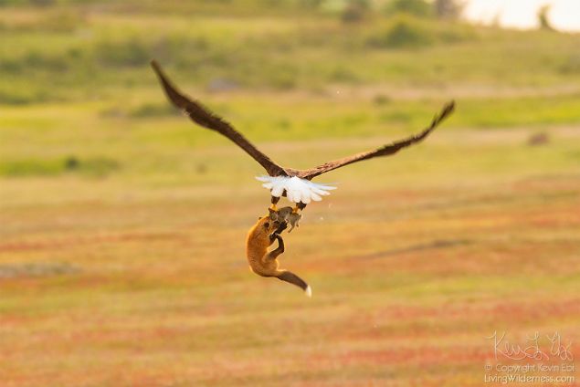 Kel kartallar le� yemese de haz�r av� �ok seviyor. Ba�ka hayvan�n yakalad��� avlar� almak, onlara g�re avlanmaktan daha kolay bunun benzeri olay� daha �nce de g�rd���n� ama ilk defa foto�raflayabildi�ini s�yleyen Kevin, tilki ve tav�an i�in �z�lse de foto�raflar i�in gayet mutlu.     