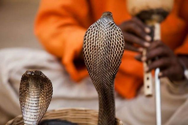 Ylanlar en ok hangi mzik cezbeder?  <br><br>  Onlar iin fark etmez. Ylan oynatma numaralarnda kobralar fltn grntsne tepki verir, sesine deil. Ylanlar kesinlikle sar olmamalarna ramen mzii tam olarak 'duymazlar.' Ylanlarn darda bir kulak ya da kulak zarlar yoktur fakat eneleri ve karn kaslar sayesinde yerden aldklar titreimleri hissedebilirler.  