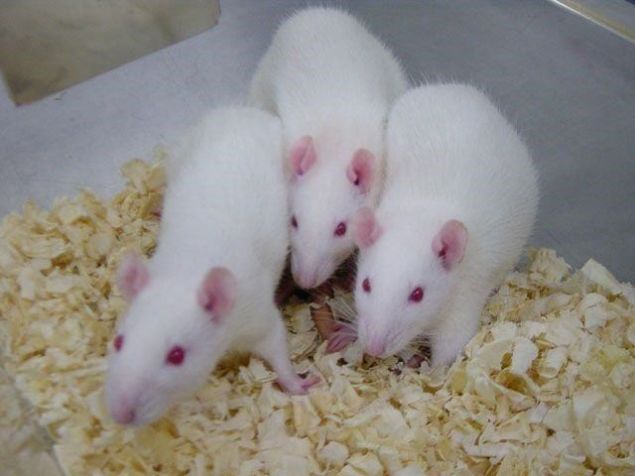 Kobaylar ne iin kullanlr?<br><br>    Kobaylar ya da hintdomuzlar artk neredeyse hi deney hayvan olarak kullanlmyor ama Perulular bunlardan her yl yaklak 65 milyon adet tketiyor. .Ayrca Kolombiya, Bolivya ve Ekvador'da da yeniyor.  