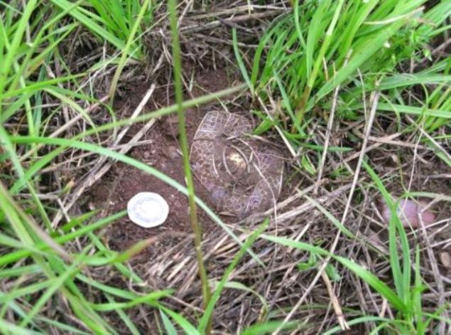  55 yandaki Terry Herbert, Staffordshire blgesinde bir arkadann arazisinde metal dedektryle define ararken, 7. yzyldan kalma yaklak 1500 paradan oluan bir hazine kefetti. Kefi 'piyangoda kazanmaktan daha zevkli' bulan isiz ngiliz'in gn na kard hazinenin, arkeolojik bakmdan Tutankamon'un mezar kadar nemli bir keif olduu belirtildi.   