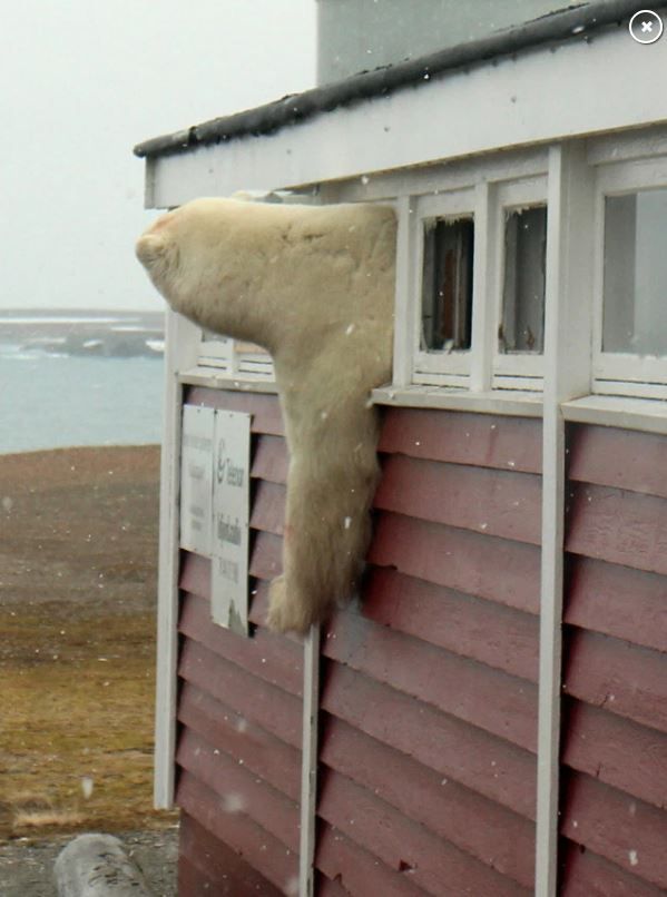 Norve�'te bir otele giren kutup ay�s� pani�e neden oldu.   