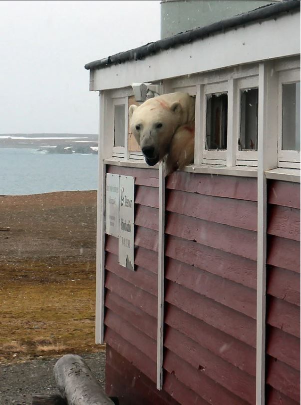 Pazar g�n� meydana gelen olayda a� kutup ay�s� kuru g�da deposunun kap�s�n� k�rarak i�eriye girdi.   