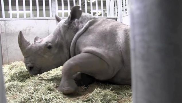 Doann korkutan hayvanlarndan gergedann doum an ve sonrasnda yaananlar byle kaydedildi.     