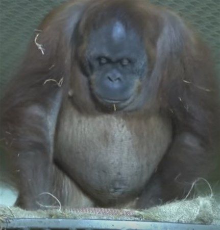 Doann korkutan hayvanlarndan gergedann doum an ve sonrasnda yaananlar byle kaydedildi. 