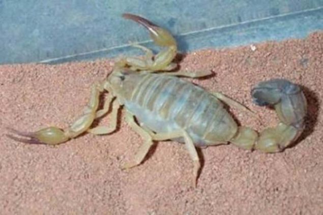 Dnyann en zehirli hayvanlar arasnda yer alan akreplerin nasl oaldklarn biliyor musunuz?      