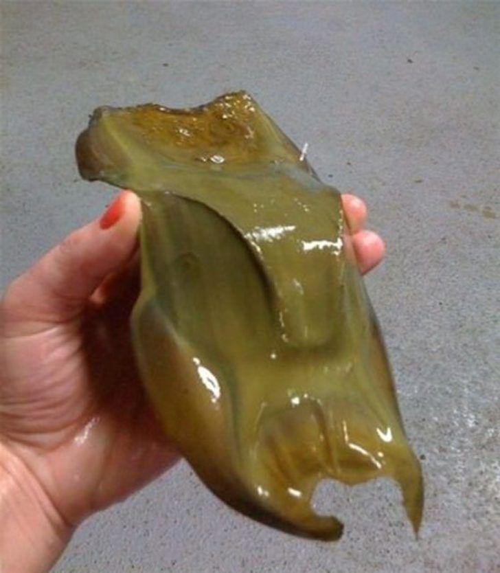  Bir adam sahilde bulduu bu garip cismin ne olduunu merak etti. ini anca karlat ey karsnda akna dnd.   