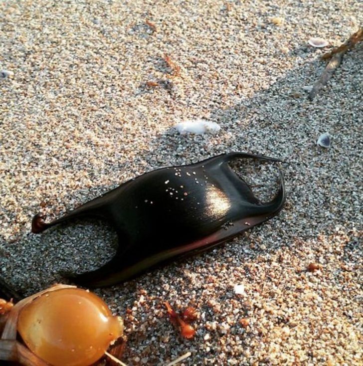  Kpek balklar  farkl ekilde rer. Bazlar dier balklarda olduu gibi dllenmi yumurtay darya brakrlar (ovipar), bazlar yavrularn vcut iinde tar ve bizdeki gbek bana benzeyen bir organ araclyla besler (vivipar), bazlarysa dllenmi olan yumurtay vcut iinde tutar ama herhangi bir ekilde yavruyu beslemez ve geliimini tamamlaynca darya brakr (ovovivipar).   