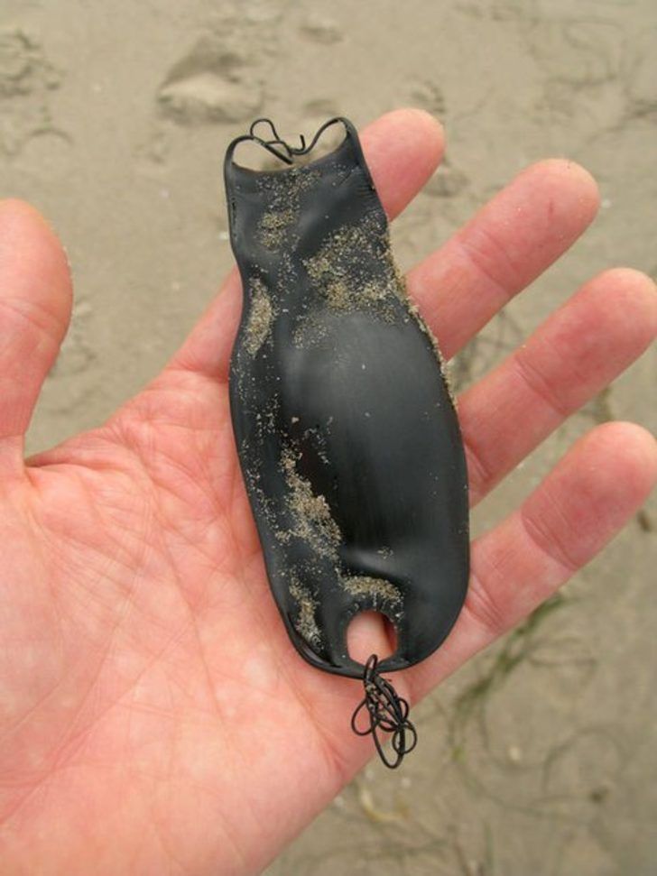  Grdnz aslnda bir kpek bal yumurtas.   