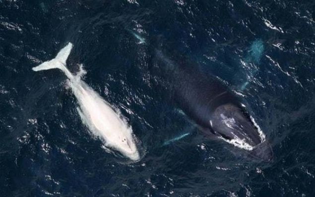 ��te nadir de olsa do�ada var olan albino hayvanlar...      