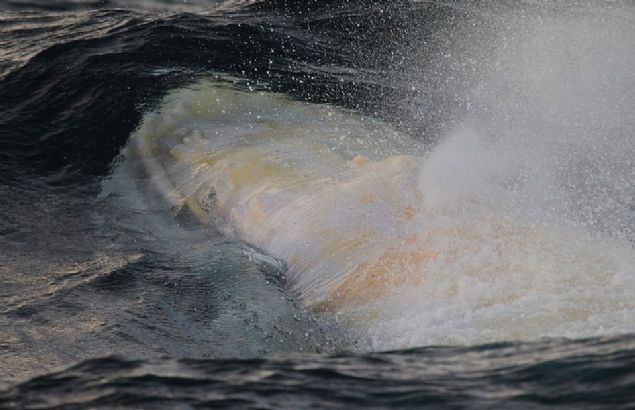  �lk kez 1991 y�l�nda g�r�nt�lendi.   O g�nden bu yana herkes pe�inde...      