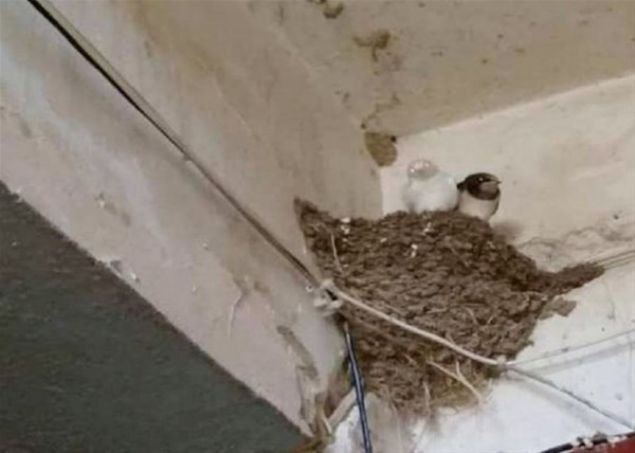 K�y sakinlerinin yuvalar�nda foto�raflar�n� �ekti�i k�rlang��lardan birinin albino k�rlang�� oldu�u ��renildi. K�rlang�c�n yuva yapt��� evin sahibi, 'Albino k�rlang�c�, k�y sakinleri taraf�ndan ilgiyle kar��land�' dedi. �te yandan k�rlang��lar aras�nda nadir g�r�len albino k�rlang��lar normal k�rlang��lara g�re daha ince ve g�rme yetileri ��le saatlerinde zay�f.        