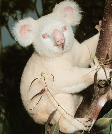  Tam albinolar�n g�z pigmentleri de yok ve bu y�zden g�rme yetisini kaybediyor.     