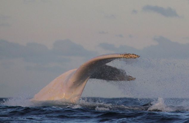  D�nyan�n bilinen tek albino beyaz balinas� Avustralya, Sydney k�y�lar�nda      