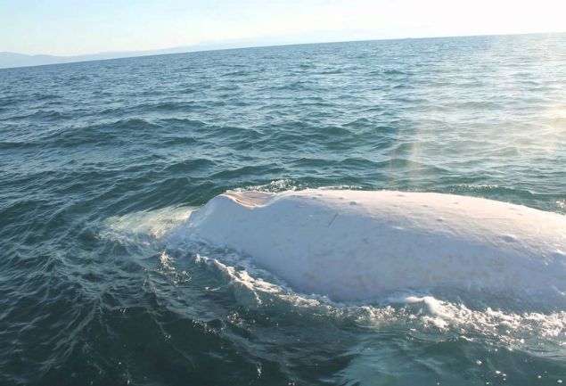  �lk kez 1991 y�l�nda g�r�nt�lenen ve Migaloo ad� verilen beyaz balina �ok nadir bulunan bir t�r.     