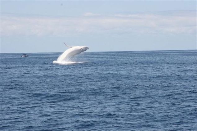   Amerikal� yazar Herman Melville�in d�nyaca �nl� roman� Moby Dick�i ekrana getiren ve beyaz g�vdesi ile suyun alt�nda mavi bir floresan gibi parlayan dev canl� ara�t�rmac�lar ve bilim adamlar� taraf�ndan el �st�nde tutuluyor.      