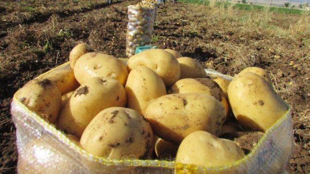 Sz konusu blgeden getirilen patateslerin ilk olarak Ankara'da bulunan iki market zincirine ulatrld ve 1,95 liradan tketiciye satld belirtildi.     