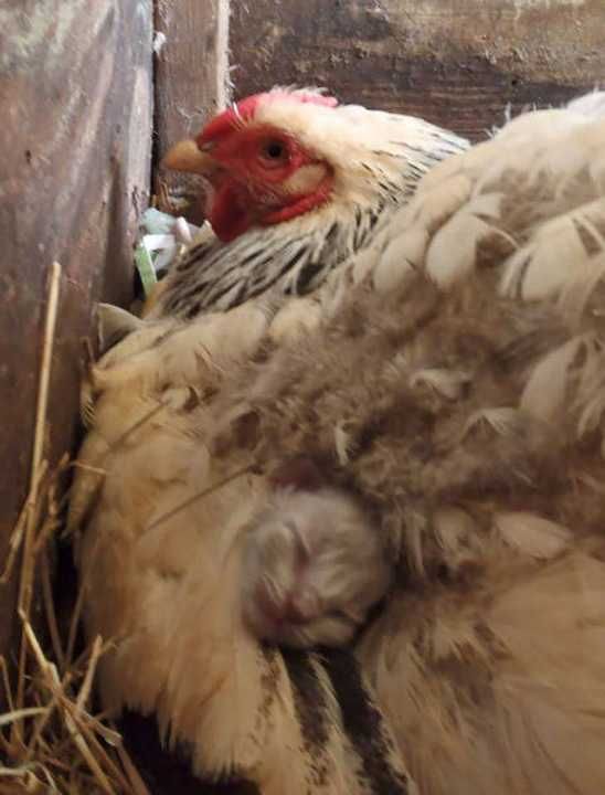                                                                 nsanlara ders verir niteliklere sahip bu tavuklar grnce gzlerinize inanamayacaksnz.                                                       