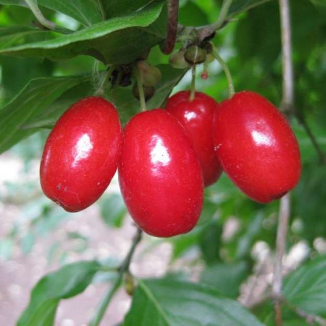                                                                 9. Damar t�kan�kl���n�n �n�ne ge�er; ast�m ve bron�it gibi hastal�klara iyi geldi�i gibi �st solunum yolu enfeksiyonlar�n� tedavi eder                                                          