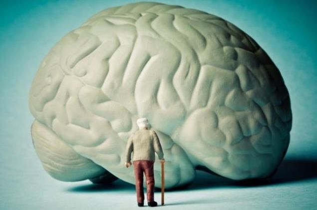                                                                 eriindeki vitaminler ile beyindeki fonksiyonlar glendirir. Bylece ileride Alzheimer gibi beyin rahatszlklarna yakalanma riskini drr.                                                       