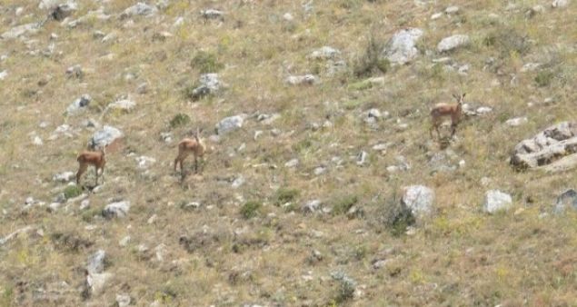  K TEHLKE VAR 3 keinin, Taburun Mahallesine yakn bir blgeye kadar gelmesini susuz kalmalarna balayan Av Hayvanlar ve Su rnlerini Koruma ve Yaatma Dernei Genel Bakan Ali Haydar Doan, Bu hayvanlarn doal ortamlarndaki su kaynaklar kuruyor. Baz kaynaklar da vatandalarmz tarafndan zel kullanm iin evrilmi. Dolaysyla bu hayvanlar su bulamyor. Susuzluktan lmemek iin de yerleim alanlarnn yaknlarna kadar inmiler. Burada 2 ayr tehlike var. Birincisi, susuzluktan lmeleri.   