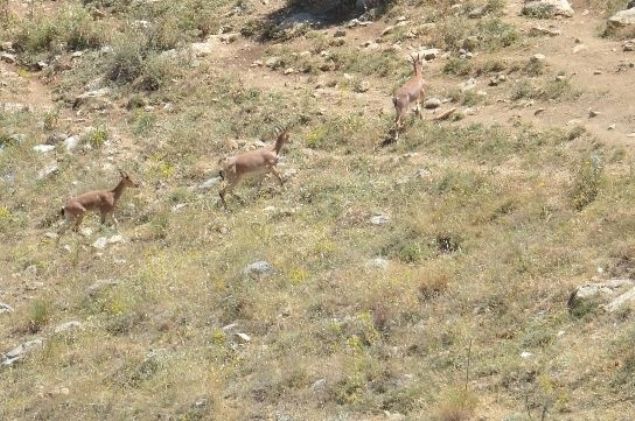  uan, 50nin zerinde bir saydan sz ediyoruz. Bu da ok iyi bir rakam. Blgenin en byk doal yaam deerlerinden birinin, 100 yl sonra yeniden grlmesi bizleri ok mutlu etti dedi.   
