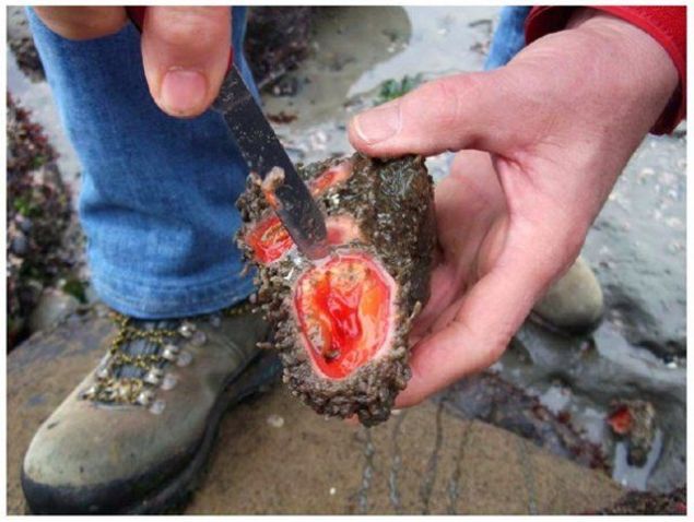                                                                     Ad Pyura Chilensis olan bu canl, ender grlen canllardan.                                                         