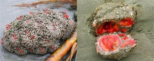                                                                     Adamn bulduu bu cisim bir kaya deil, organik bir canlyd.                                                          