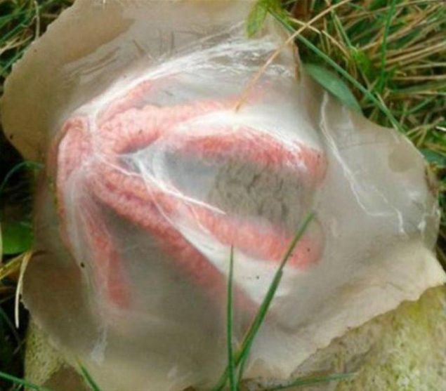                                                                     lk balarda kimse bunun ne olduunu anlayamad ama gerek sonradan ortaya kt.                                                         