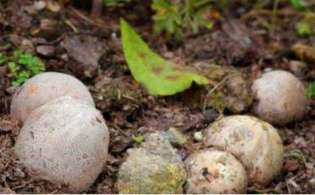                                                                     Gney Amerika'da yaayan iftin yry yaptklar srada bulduklar herkesi akna evirdi.                                                         