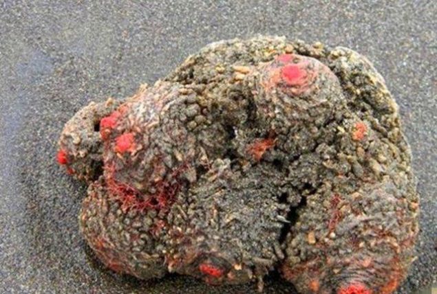                                                                     Sahilde bulduu cismi bakla iini aan adam grdkleri karsnda oke oldu.                                                         