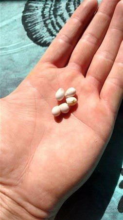                                                                 te yumurtalarn iinden kan kertenkeleler...                                                       