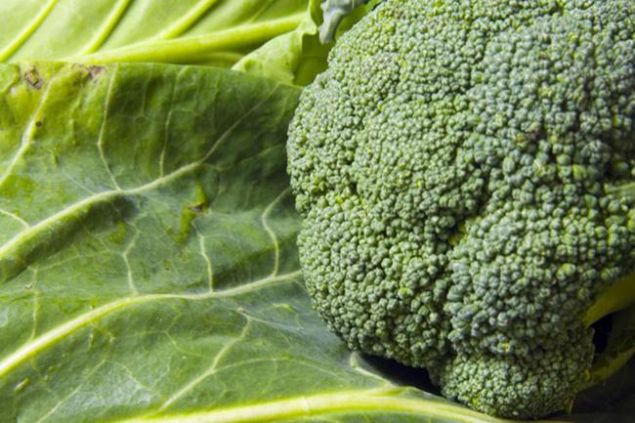                                                                  Uzmanlar, bu tr sebzelerin inenmesiyle aa kan indol-3-karbinol adl bir kimyasal inceledi. almay gerekletiren uzmanlardan Dr. Gitta Stockinger 'Bu sebzeleri fazla piirmeyin, yani brokolileriniz hamur gibi olmasn' dedi. Bu kimyasal madde, sindirim sistemindeki yolculuunu srdrrken, midedeki asitler tarafndan deiiklie uratlyor. Barsaklarn alt ksmna ulatnda, barsak zarn yenileyen kk hcrelerin ve iltihaplanmay kontrol eden baklk sistemi hcrelerinin davranlarn deitiriyor.                                                        