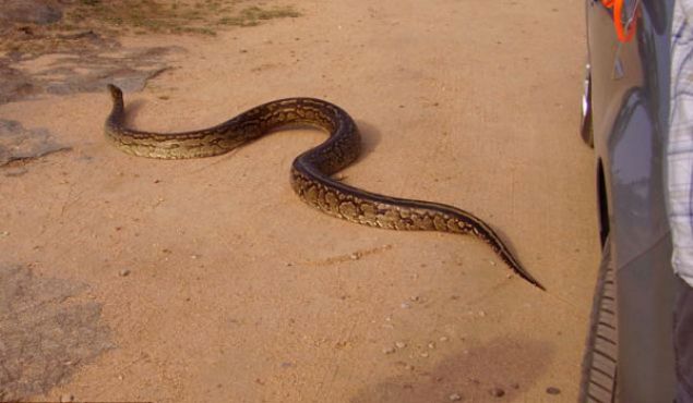                                                                 Swart ylann kapaktan karldktan sonra gzden kaybolduunu syledi.                                                        