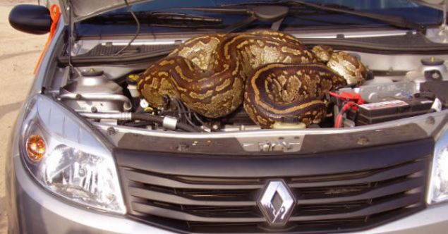                                                                 Gney Afrikada bulunan Kruger Doal Yaam Parknda aslanlar grmek iin yry yapan Marlene Swart ve Leon Swanepoel ifti arabalarnn altna dev bir piton ylannn girdiini fark etti.5 metre uzunluundaki srngen motor kapann altna kvrlnca ift yardm armak iin ylanla 4 kilometre yol gitmek zorunda kald.                                                        