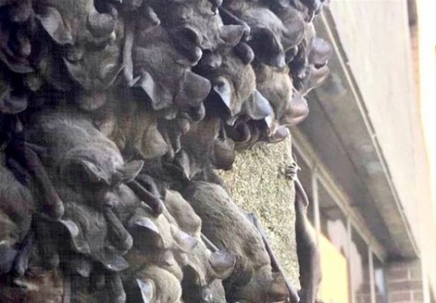                                                                 Gmen yarasalarn her yl bu pencere kenarlarna gelmesi ve insanlardan rahatsz olmamalar artyor.                                                        