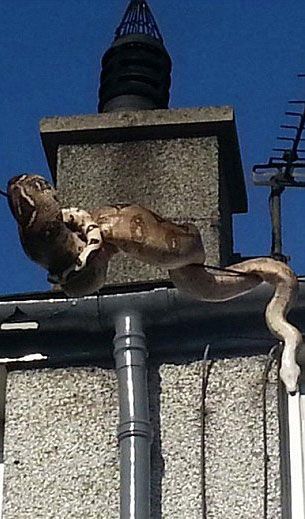                                                                 Telefon telleri arasnda grntlenen bu Brimanya pitonu yetikin bir insan ldrebilecek gte...                                                        
