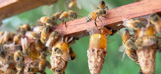                                                                 Ayrca fazla kiloya sahip olanlar, diyet yapacak olanlar, metabolik hastala sahip olanlar, kanser hastalar ve herhangi baka bir hastala sahip olan kiiler tketim miktarlar ve tketim ekilleri hakknda mutlaka konusunda uzman bir diyetisyene danmaldrlar.                                                         