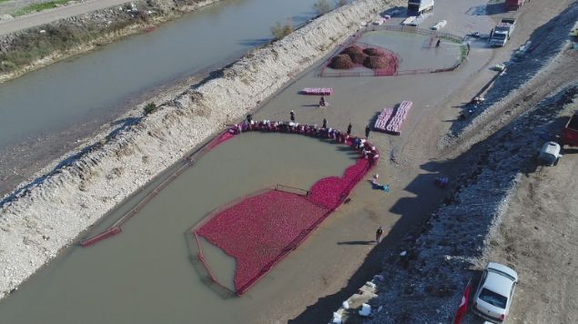   ounluunu kadnlarn oluturduu iiler turplar tek tek ykayarak paketleyip sata hazr hale getiriyor. Kadnlarn torbalad turplar erkek iiler tarafndan kamyonlara ykleniyor.     