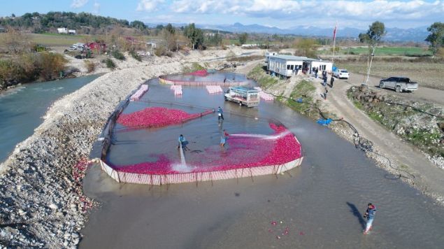   Ancak u anda yzde 100n Kadirli salyor diyebiliriz. Sezonun ba yamurlu ve souk geti.     