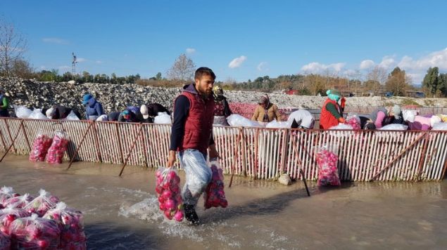 Yani turpun istedii bir hava art olutu. Bu yzden turp bu sezon daha verimli ve rekolte yksek. Bu da iftilerimiz iin iyi bir avantaj dedi.  