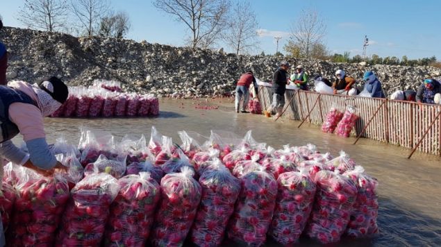   le ekonomisine ylda yaklak 100 milyon lira katk salayan turp tarladan sofraya zahmetli bir yolculukla ulatrlyor.     