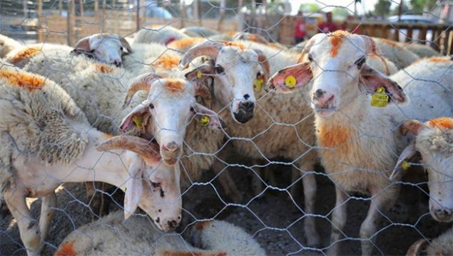 KURBAN BAYRAMI TATL... Kurban Bayram tatili 11 Austos pazar gn balayacak ve alanlar hafta sonuna denk gelmesi sebebiyle 3 gn tatil yapabilecek.   